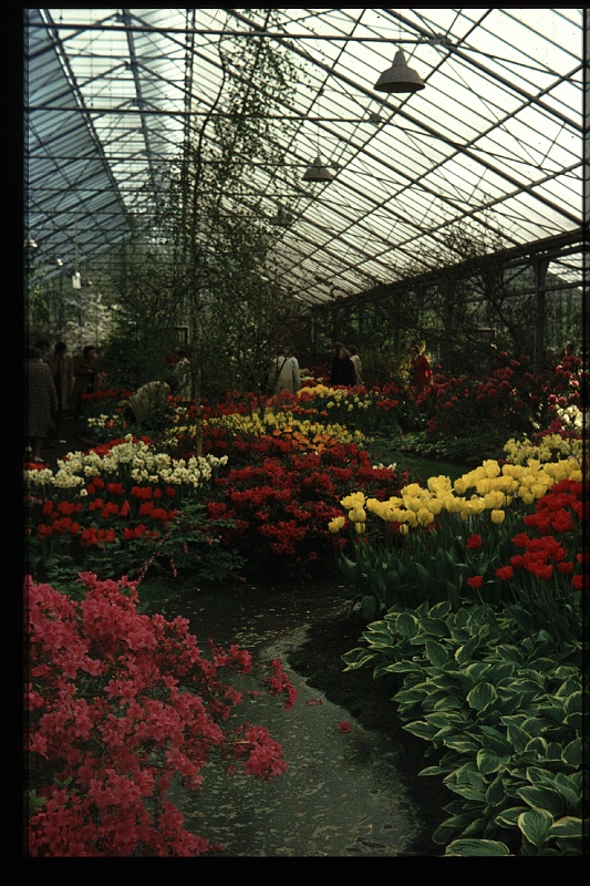 16.Keukenhof apr 1973.JPG